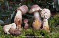Leucoagaricus americanus-amf1183